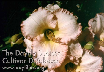 Daylily Pink Intrigue